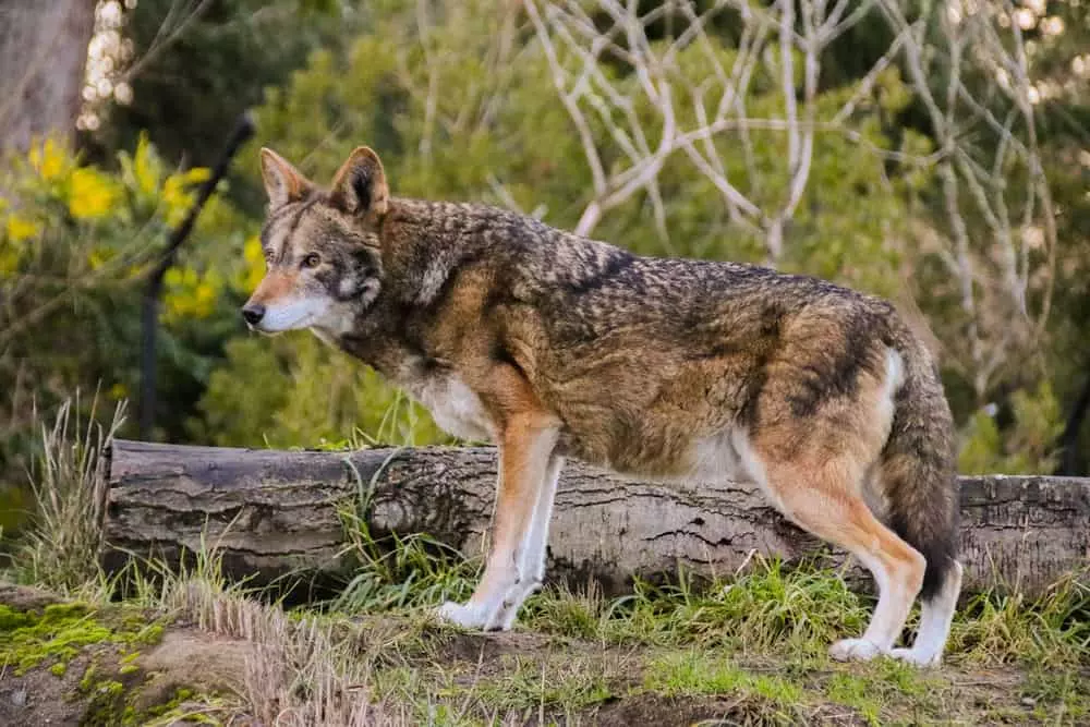 red wolf