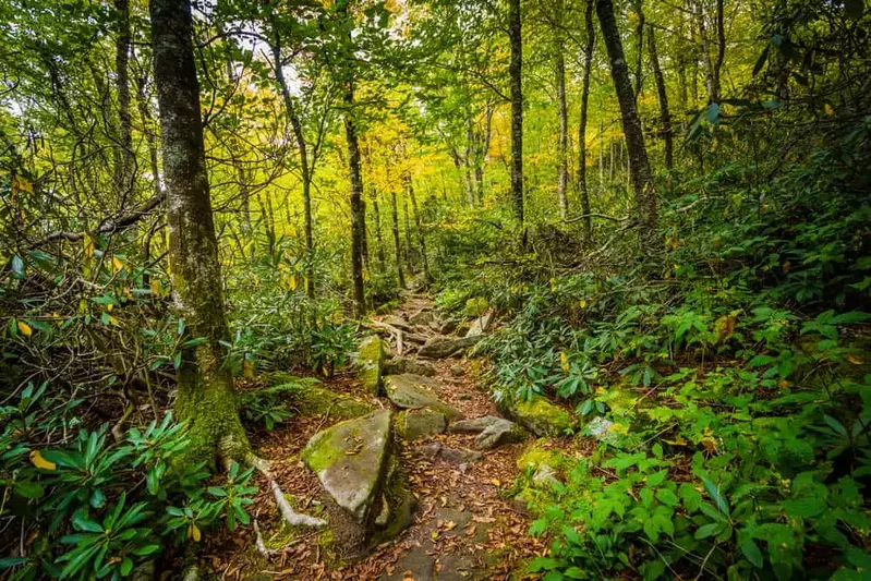 smoky mountain hiking trail