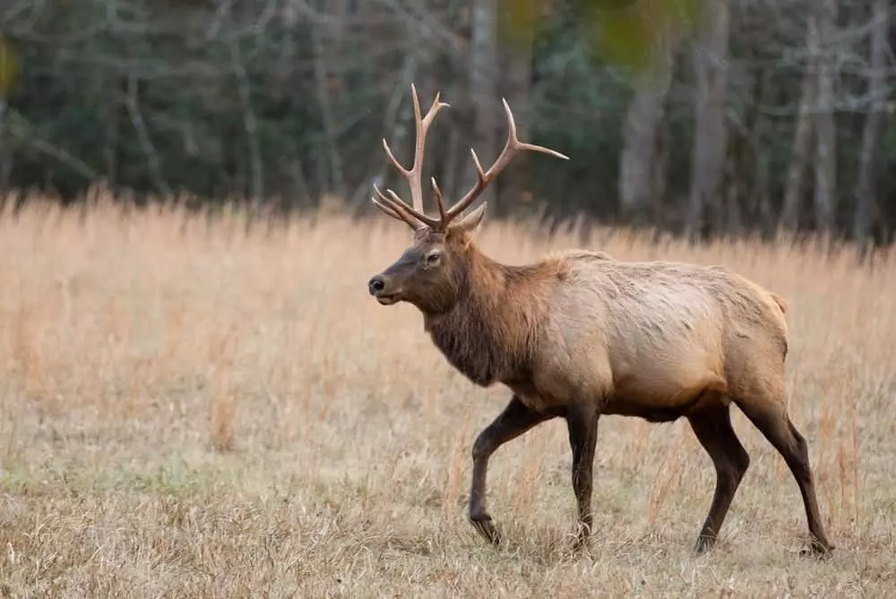 elk in cataloochee valley
