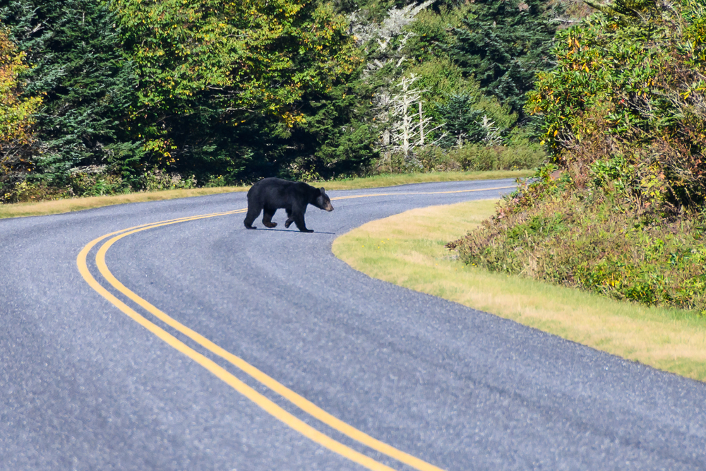 bear crossing