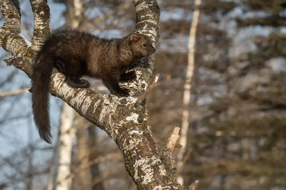 fisher in tree