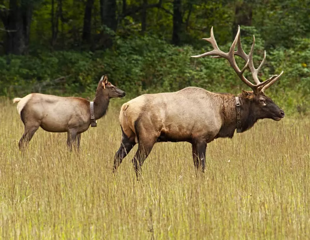 Male and female elk in field