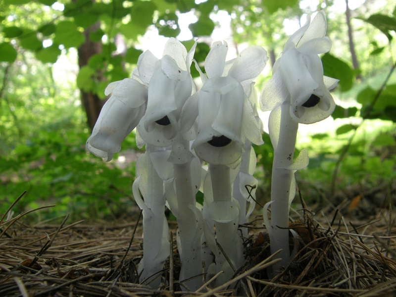 indian pipe