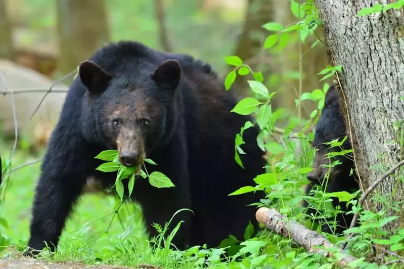 black bear