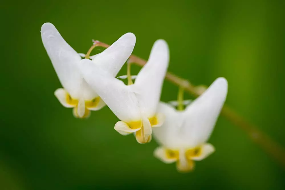 Dutchman's Breeches Wildflower