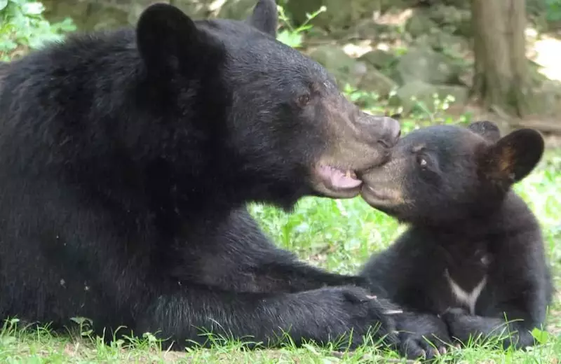 black bears in the smoky mountains