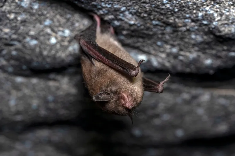 indiana bat smoky mountains