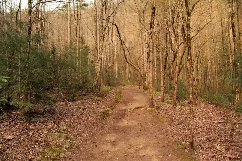 hiking trail in the Elkmont section of the Great Smoky Mountains National Park
