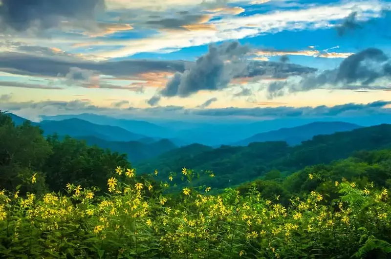 smoky mountain wildflowers