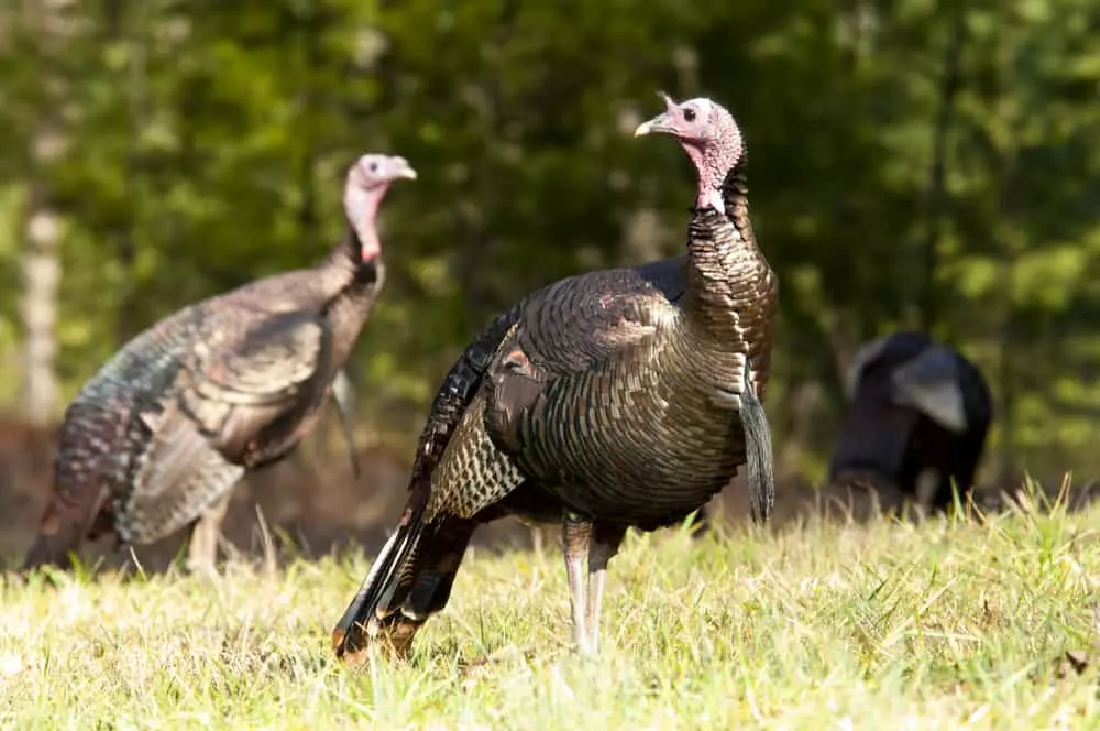 flock of wild turkeys looking around in clearing