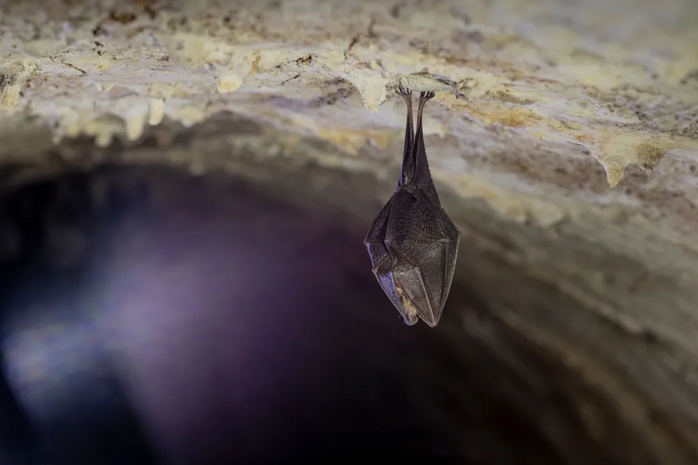 enda bat is an angered animal smoky mountains