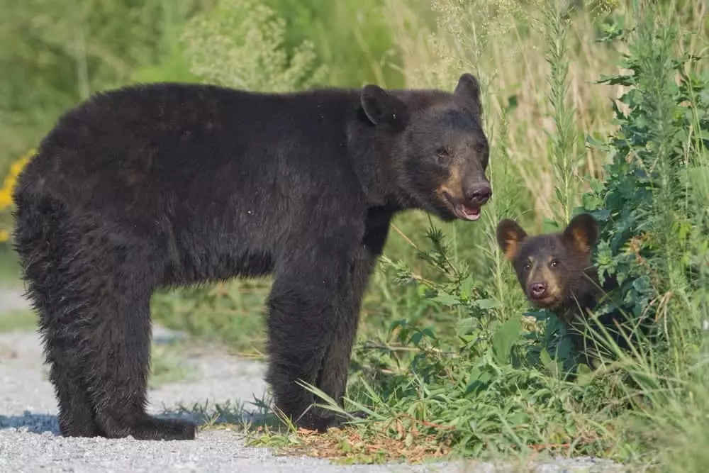 mama black bear and her cub poking its head out from the grass