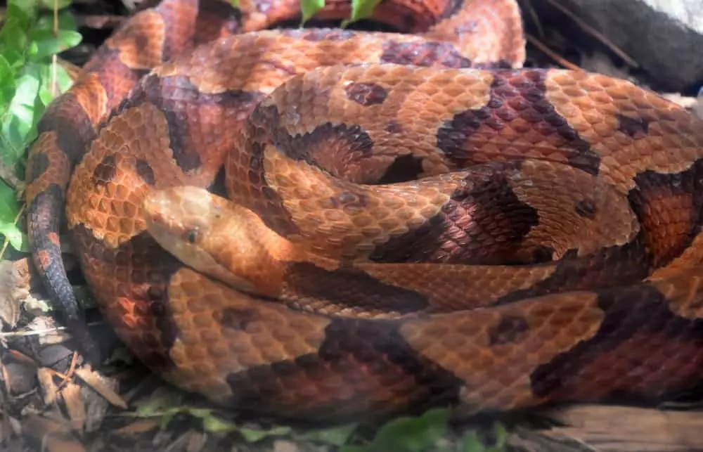 northern copperhead