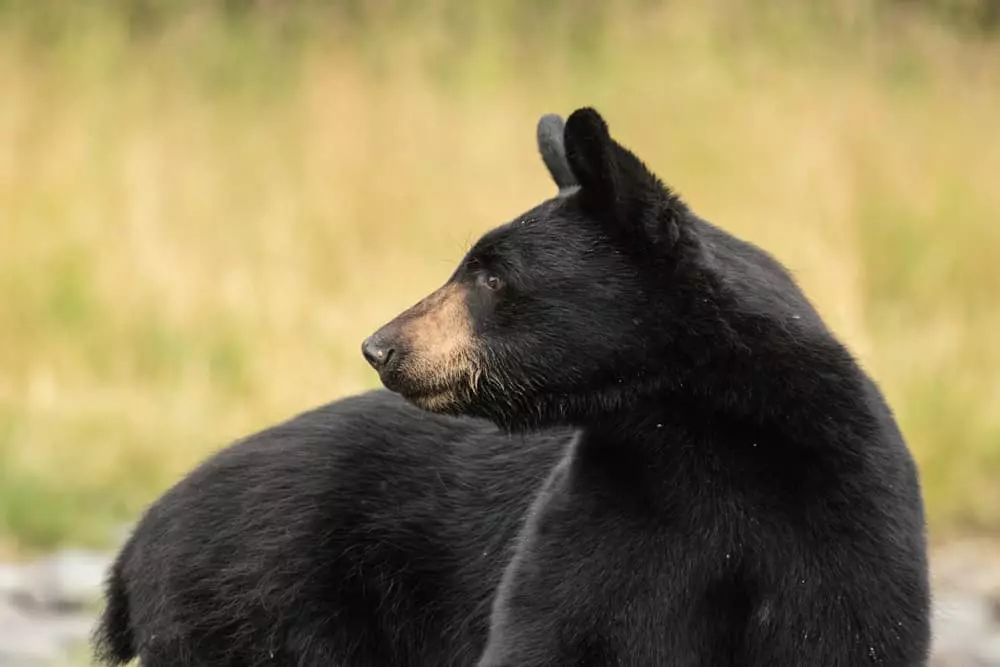 black bear in Cades Cove