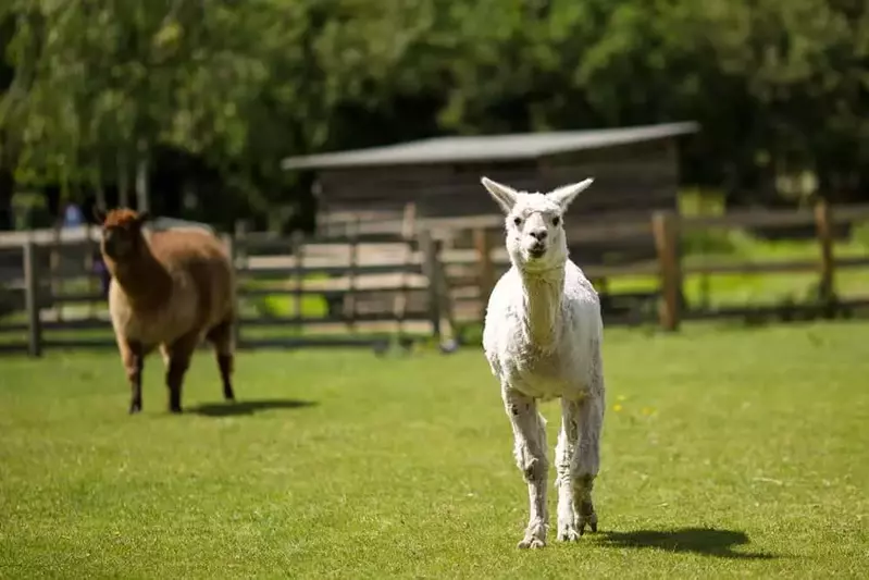 2 llamas