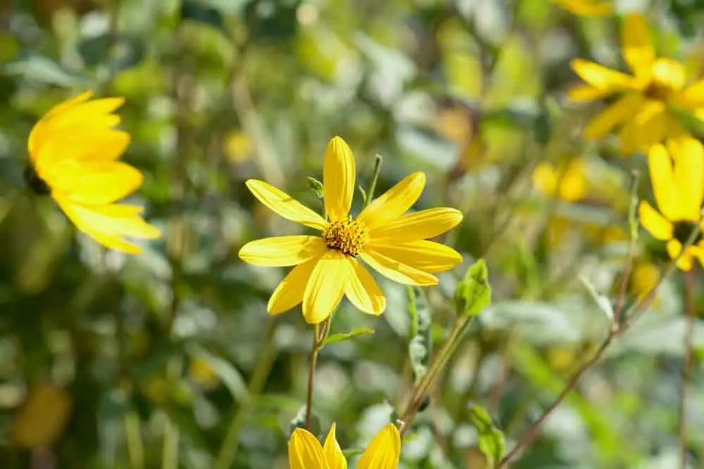 golden aster