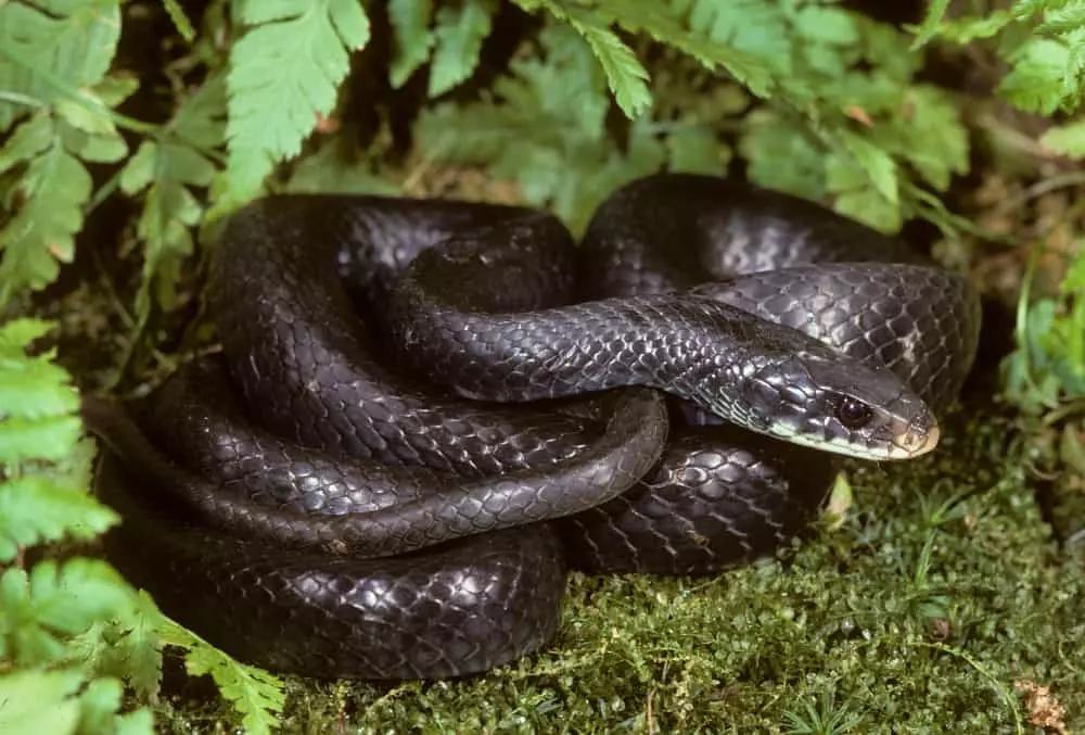 Northern,Black,Racer,(coluber,Constrictor),,Nj
