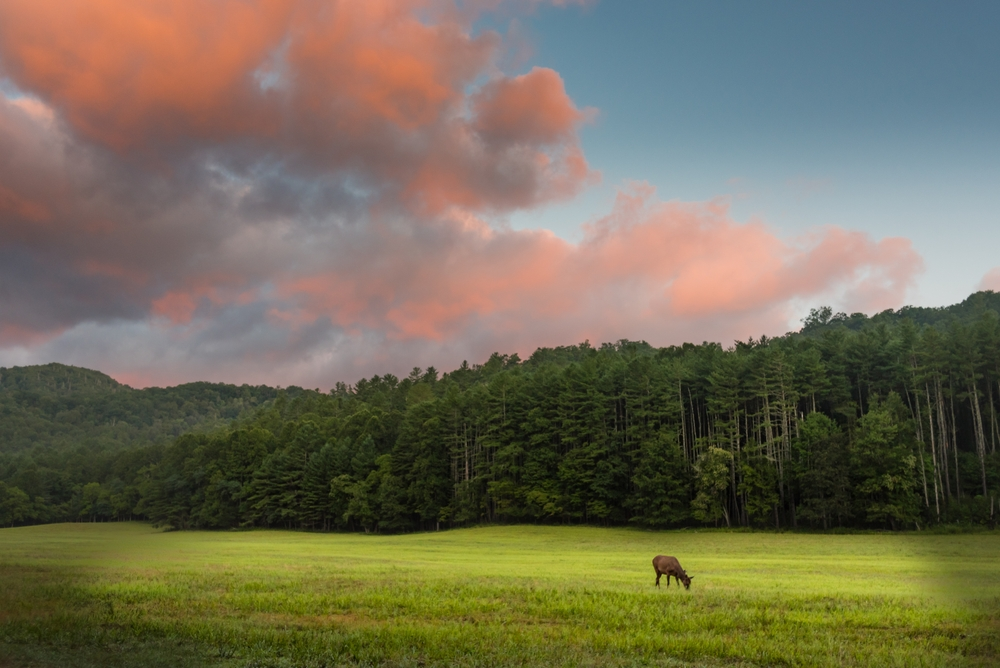 Cataloochee Valley 1