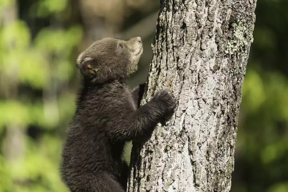 black bear 