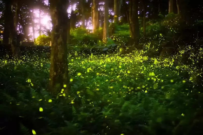 fireflies