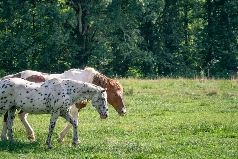 horses grazing in Cades Cove