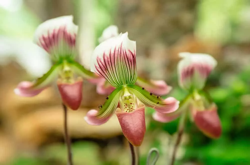 pink lady slippers