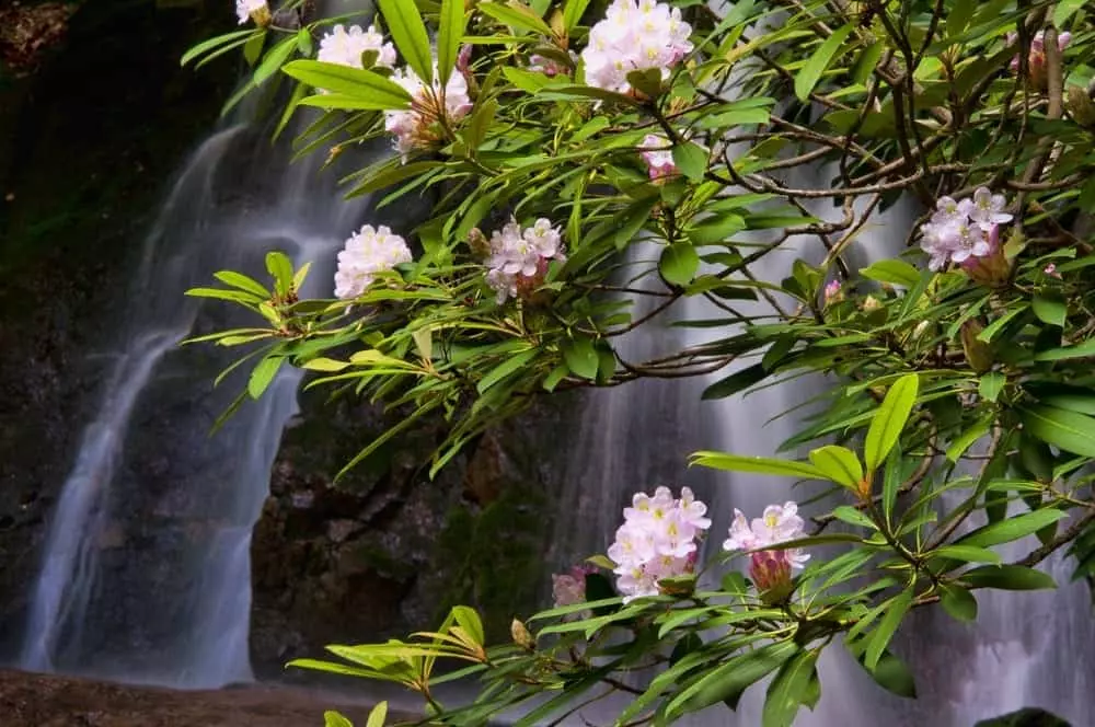 spring-wildflowers-in-the-Smoky-Mountains