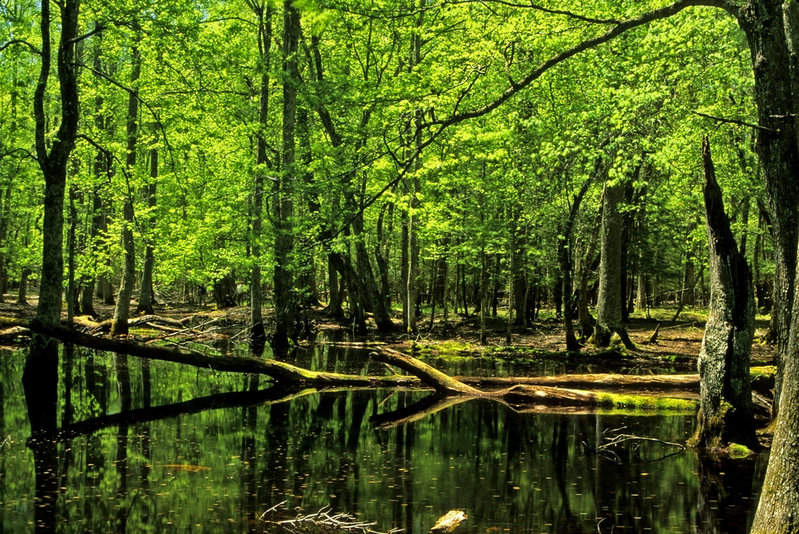 gum swamp cades cove