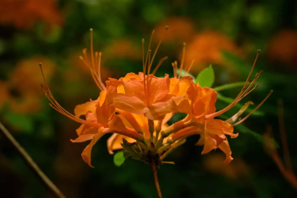 wildflower in the Smokies