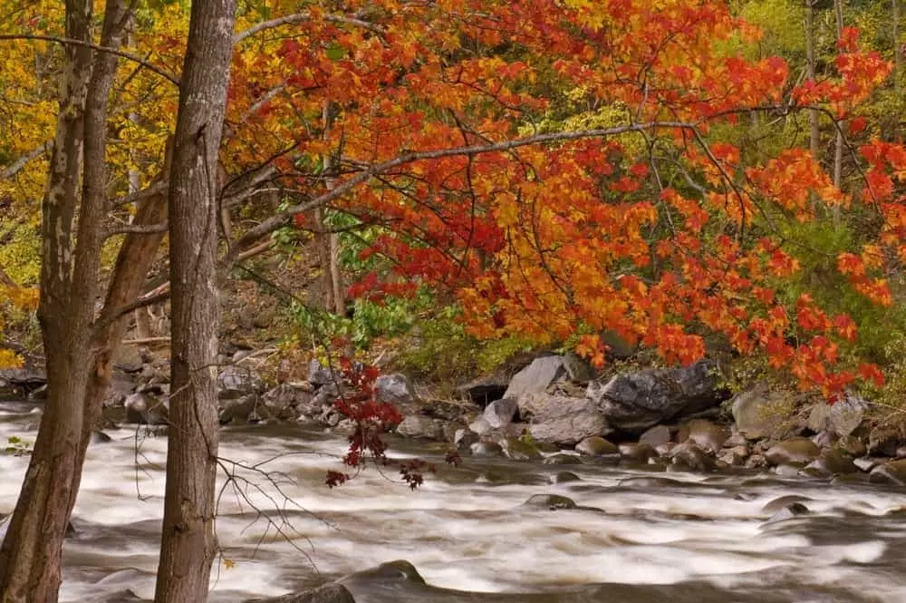 Fall scene of little pigeon river