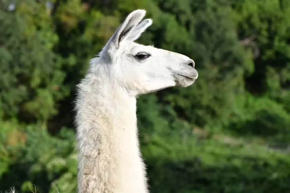 White llama
