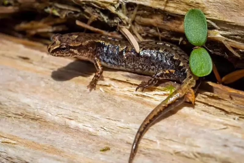 A salamander on a log at Great Smoky Mountains National Park